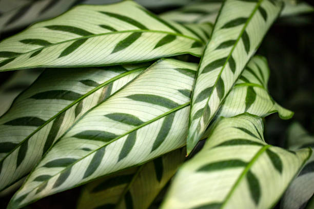 Calathea Bachemiana