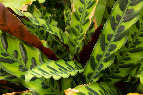 Calathea Lancifolia