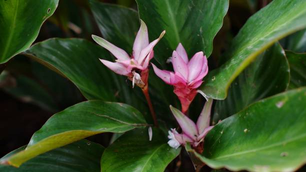 Calathea Loeseneri