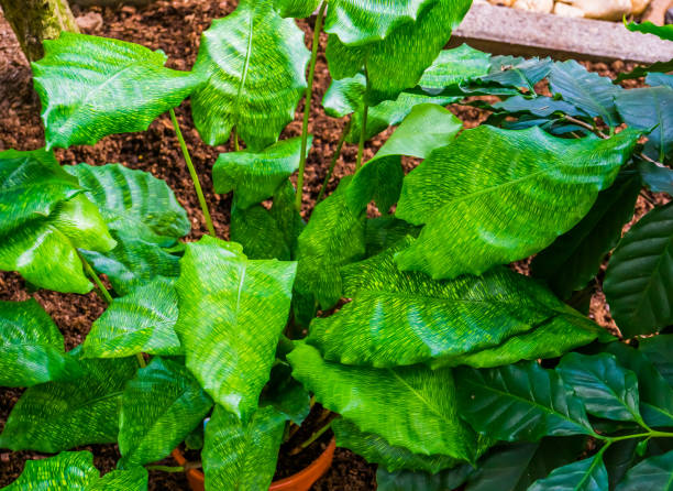 Calathea Musaica