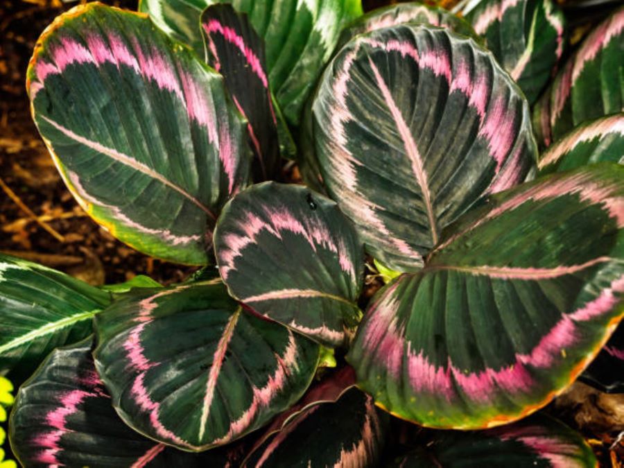 Calathea Roseopicta