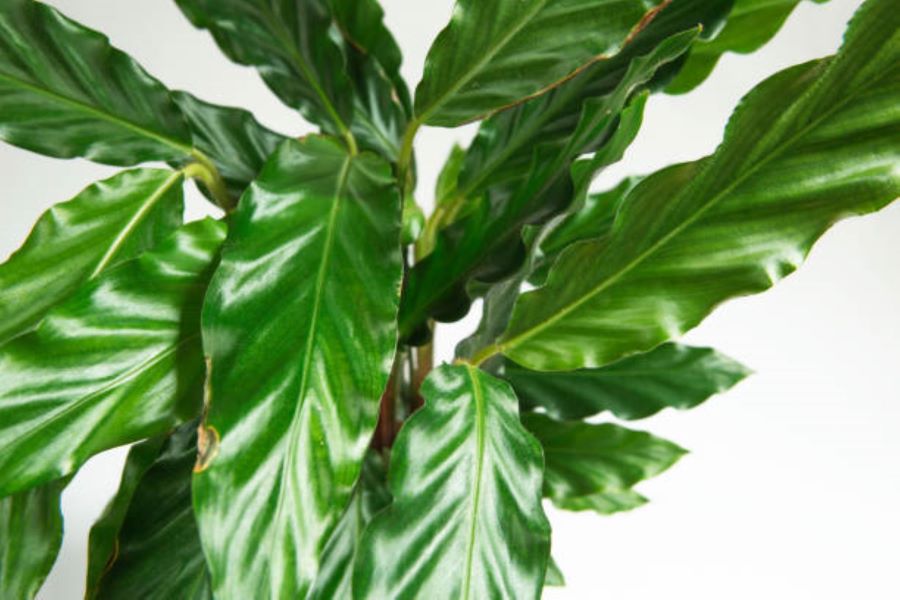 Calathea Rufibarba