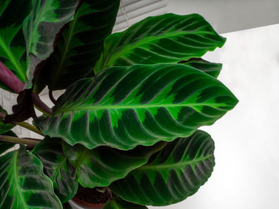 Calathea Warscewiczii